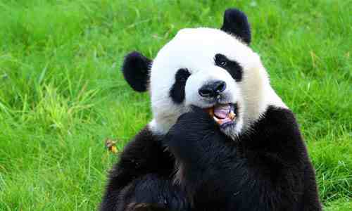 25岁大熊猫灵灵去世