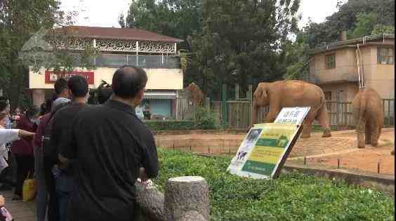 动物园游客用裹塑料袋苹果投喂大象