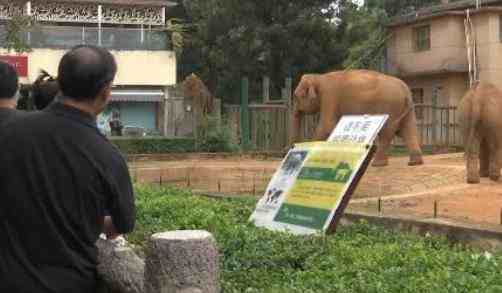 游客用裹塑料袋苹果投喂昆明动物园的大象