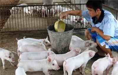 2020年年底猪价预测