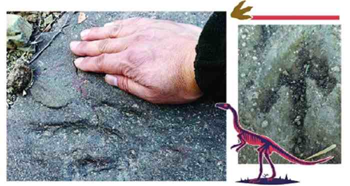 四川5岁小孩成为国内最小年纪恐龙发现者