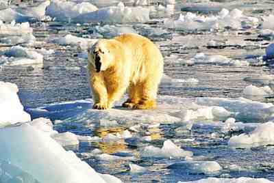热文：北极恐将面临夏季无冰