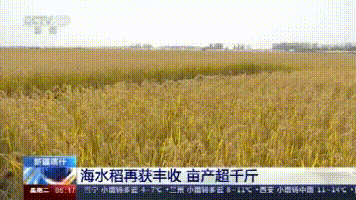 袁隆平团队沙漠海水稻亩产超千万,袁隆平