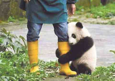 上海野生动物园饲养员遭熊攻击身亡现场疑曝光
