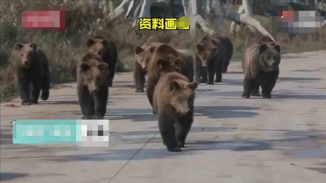 熱文遊客講述上海野生動物園熊吃人經歷