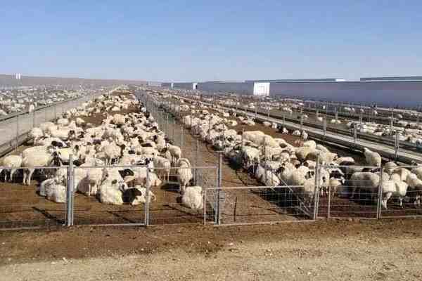 蒙古国捐赠首批活羊22日入境