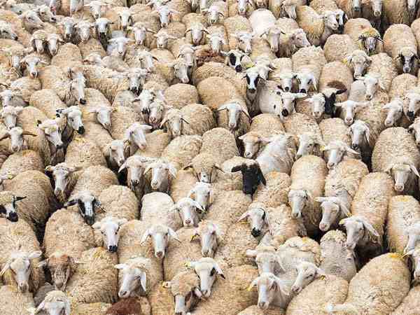 蒙古国捐赠首批活羊22日入境