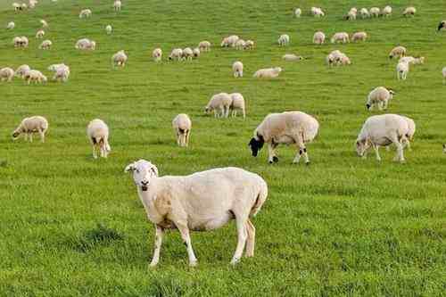首批4000只蒙古国捐赠羊将于今日交付