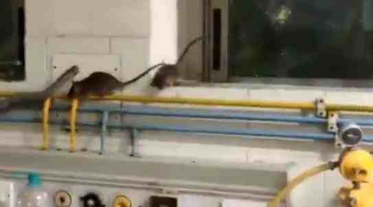 印度一ICU病房爬满老鼠