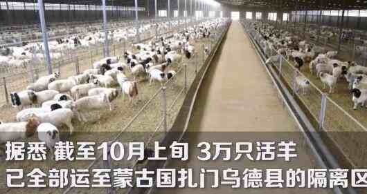 首批4000只蒙古捐赠羊入境现场图,蒙古羊
