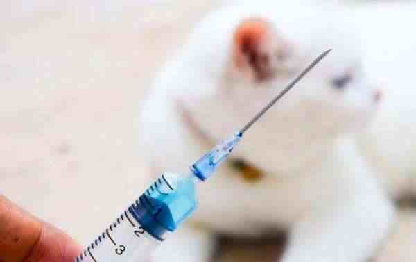 韩国72人接种流感疫苗后死亡