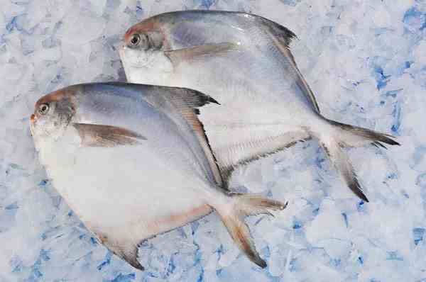 厄瓜多尔冷冻鲳鱼检出新冠病毒