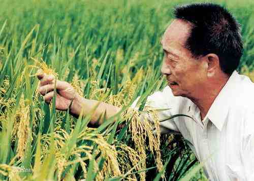 袁隆平团队双季稻亩产超过3000斤