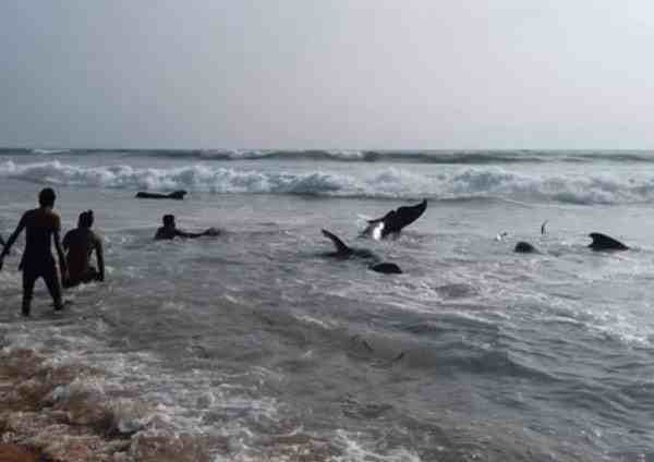 上百头鲸鱼在斯里兰卡海滩搁浅