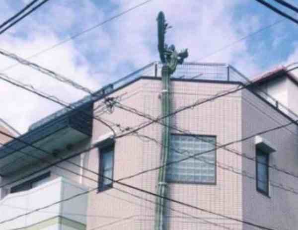 日本街头仙人掌长到3层楼高