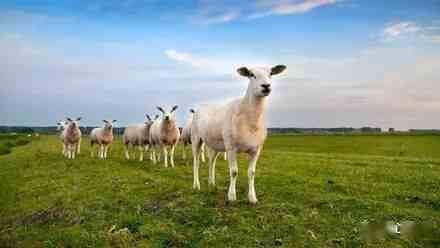 接首批12000只羊的车队从武汉出发