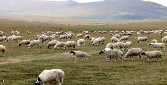 接首批12000只羊的车队从武汉出发
