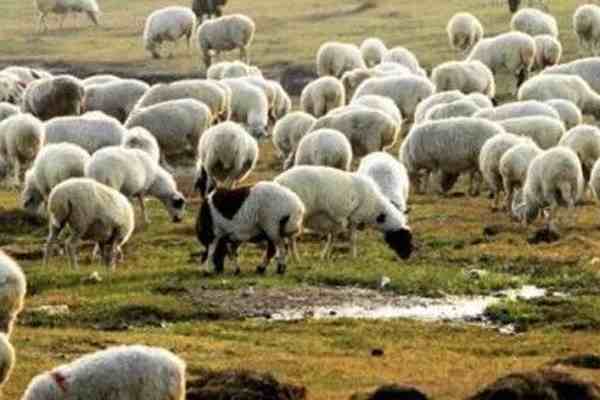 12000只羊加工后正式运往武汉