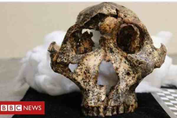 南非发现200万年前头骨化石