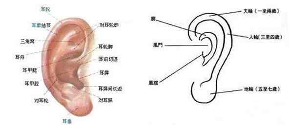 耳朵上长痣代表什么（耳朵不同部位长痣代表什么）