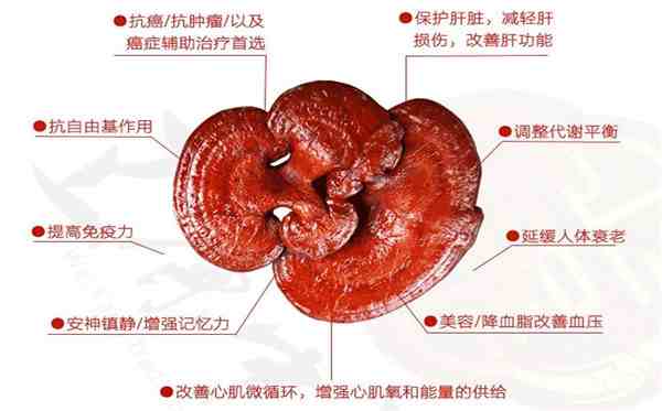 孢子粉的食用方法（如何科学服用灵芝孢子粉）