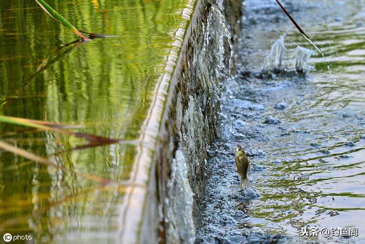 鱼频繁跳出水面是缺氧？不一定，还有这4大原因你知道吗