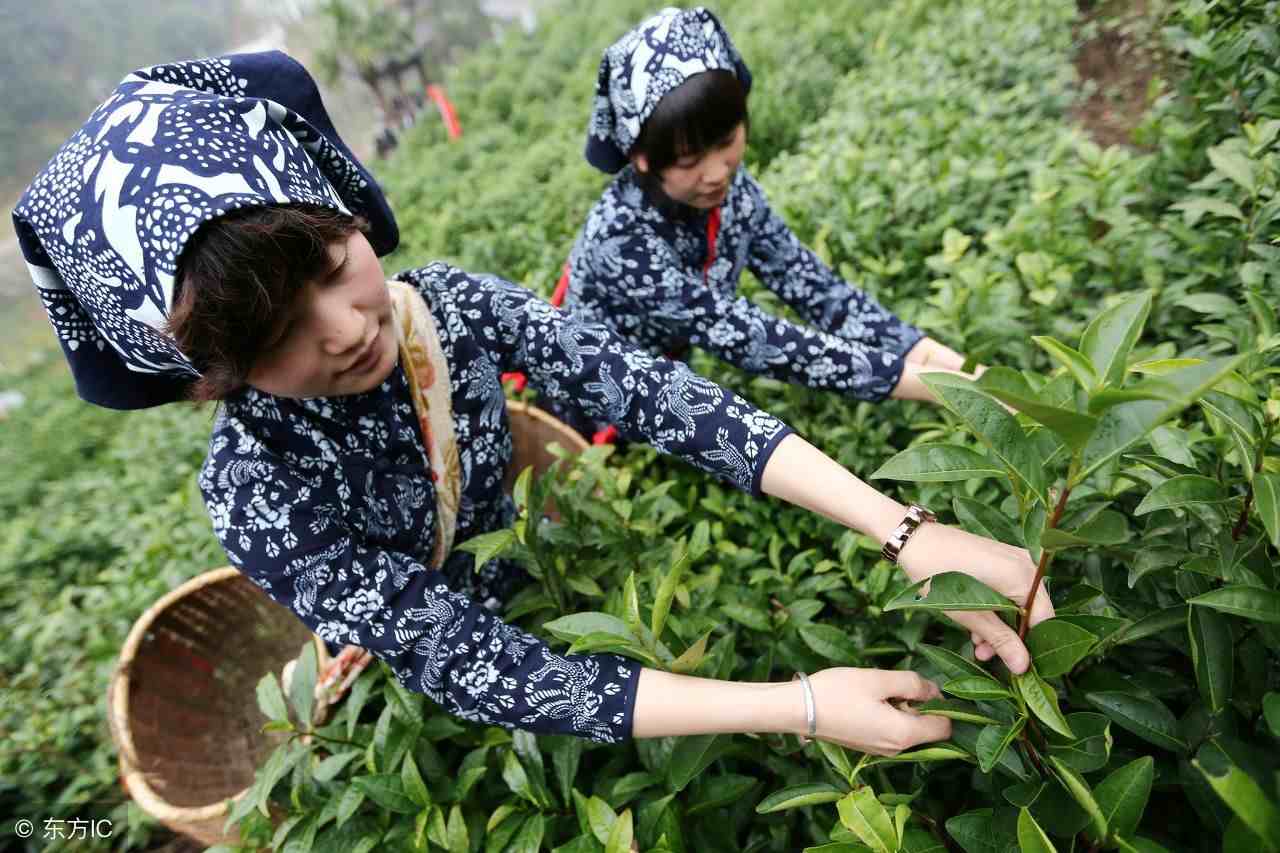 绿茶的10个品种 你喝过的有几种 太全了 值得收藏