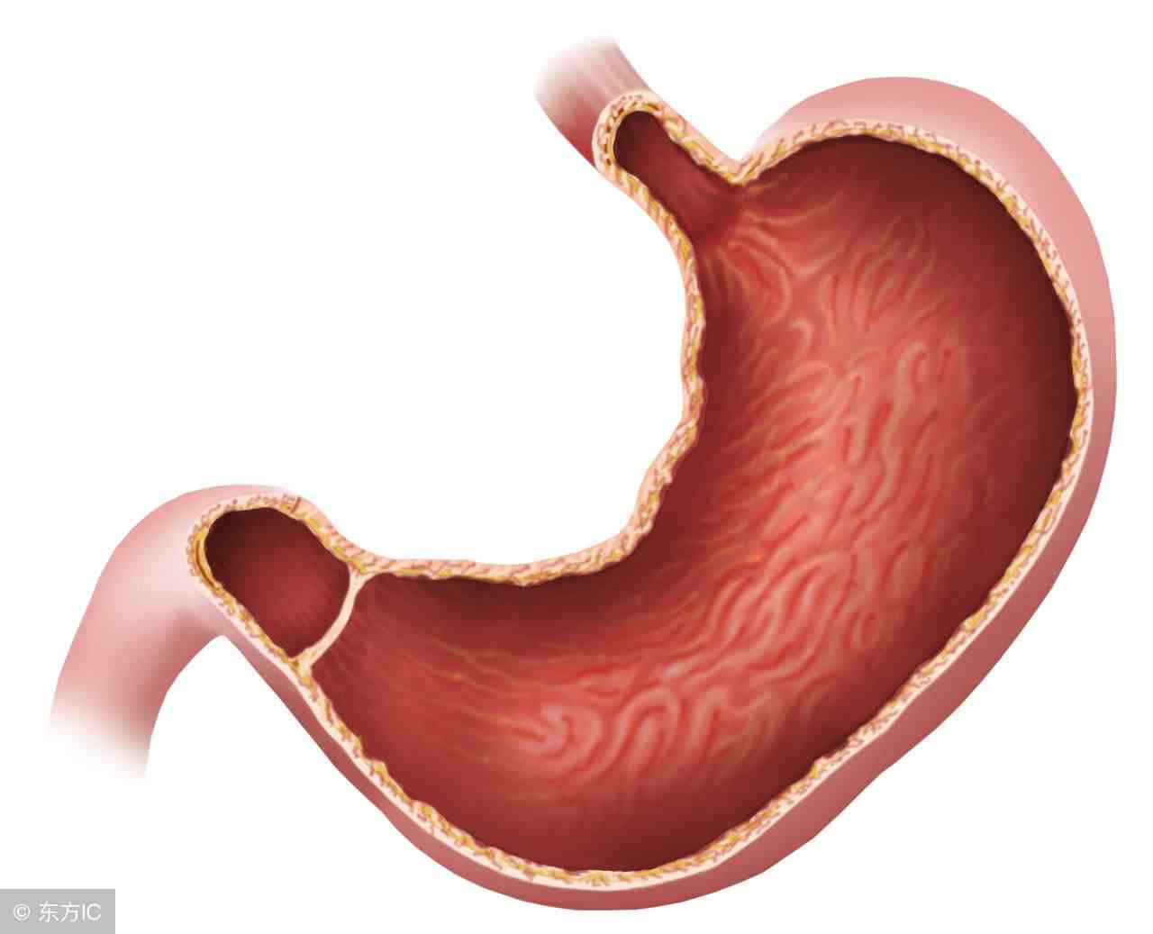 胃窦炎是什么意思呢？如何有效预防胃窦炎？