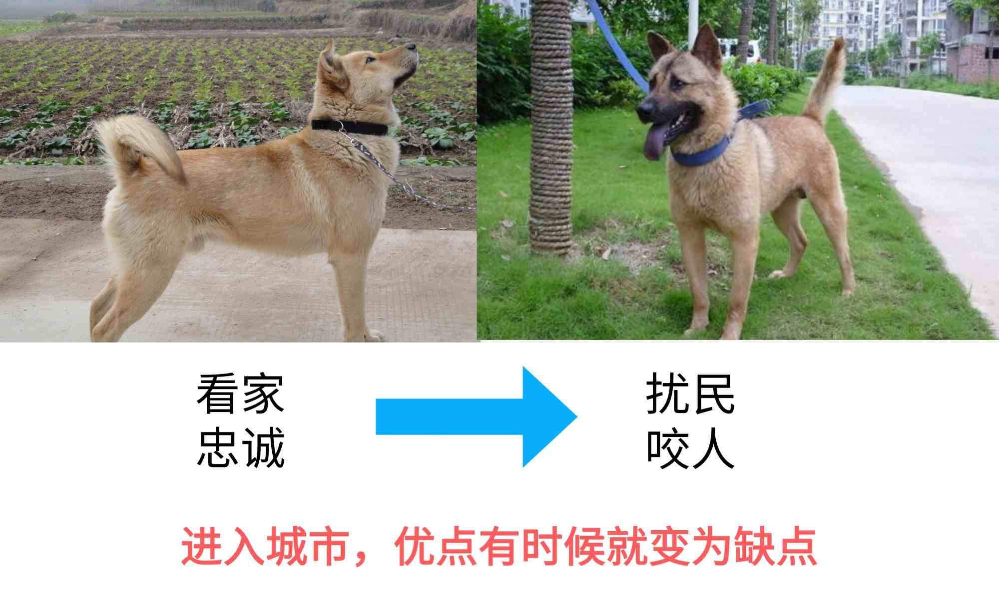 中华田园犬到底该不该禁养？看完这些，才发现事情没有那么简单