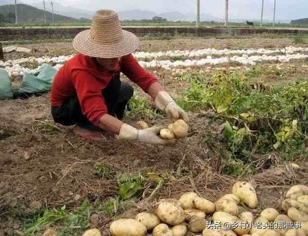 土豆、洋芋、马铃薯是什么关系，老农妙语解疑惑，说的对吗