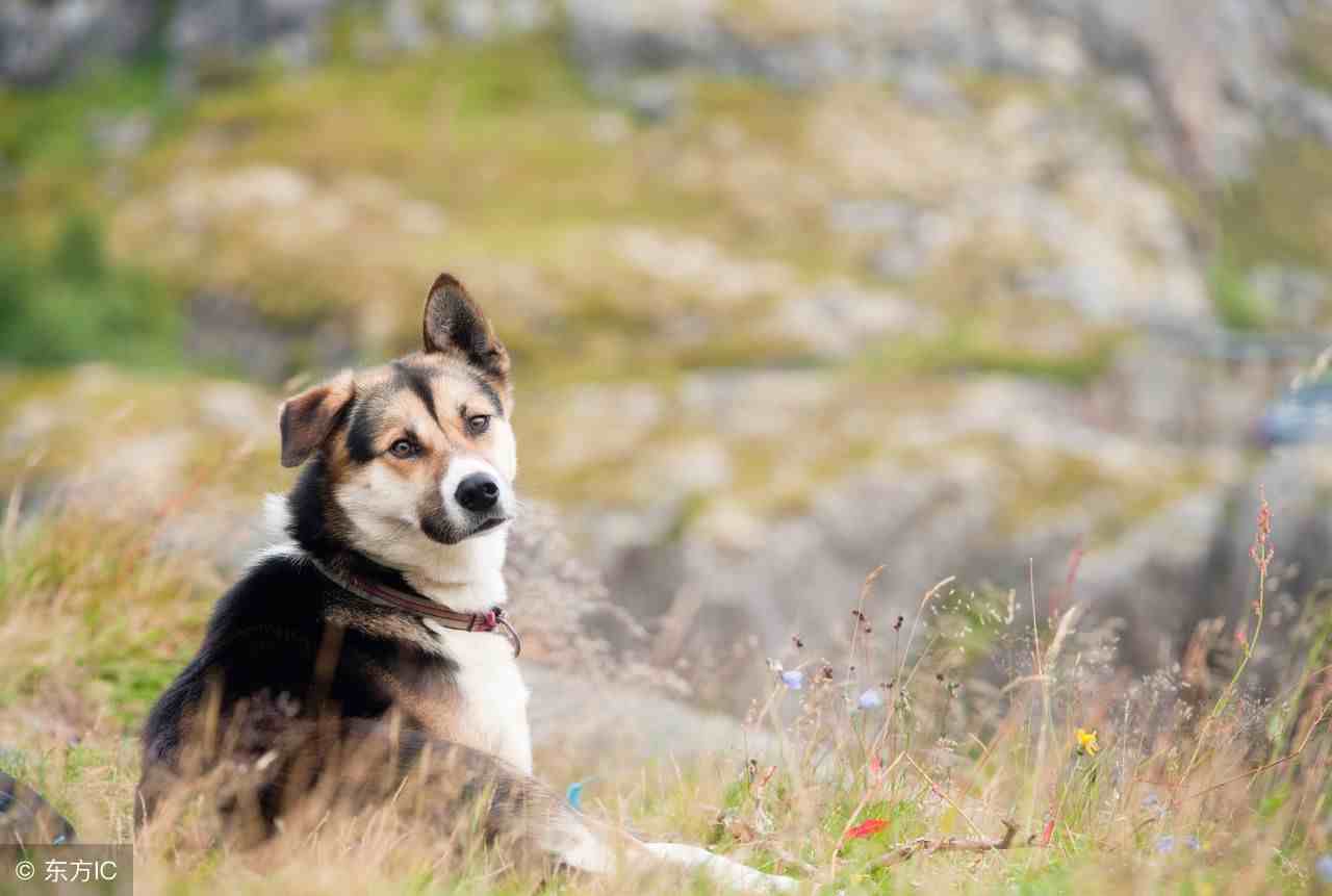 哪些狗适合做导盲犬？