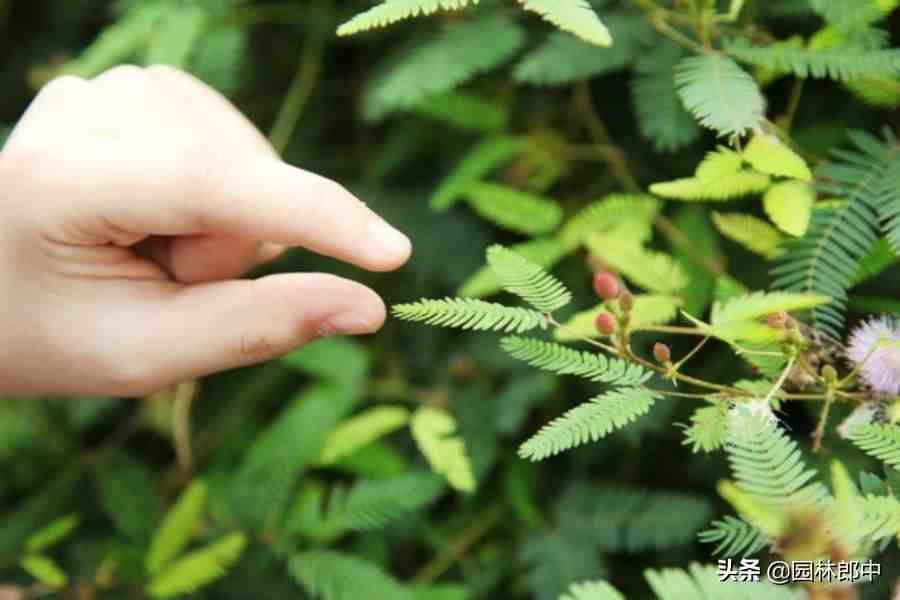 为什么含羞草一碰就害羞？哪3种情况下，又不会害羞？