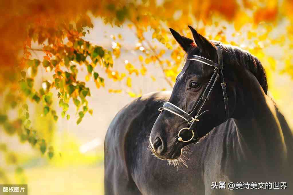 “好马不吃回头草”到底何意？是指回头草不好吗？很多人理解错了