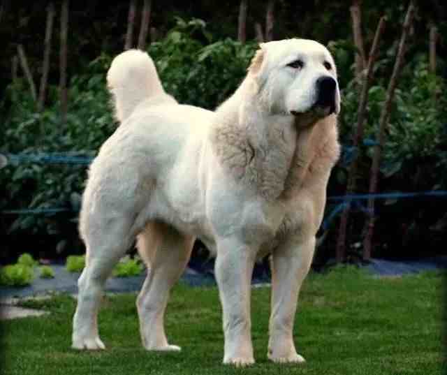 世界上著名的二十种超大型狗，你认识多少？