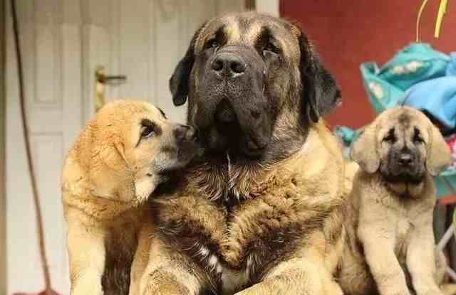 世界上著名的二十种超大型狗，你认识多少？