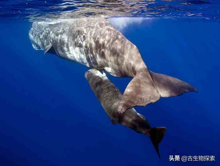 鲸鱼既然是哺乳动物，如何在水中喂奶？