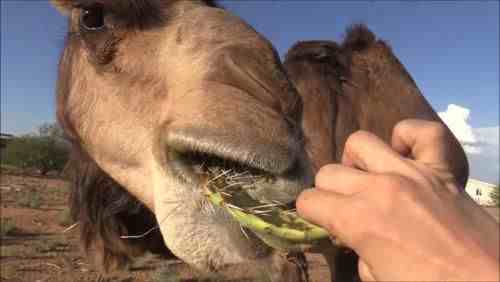 为何骆驼爱吃仙人掌？不怕刺扎嘴吗，切开后恍然大悟