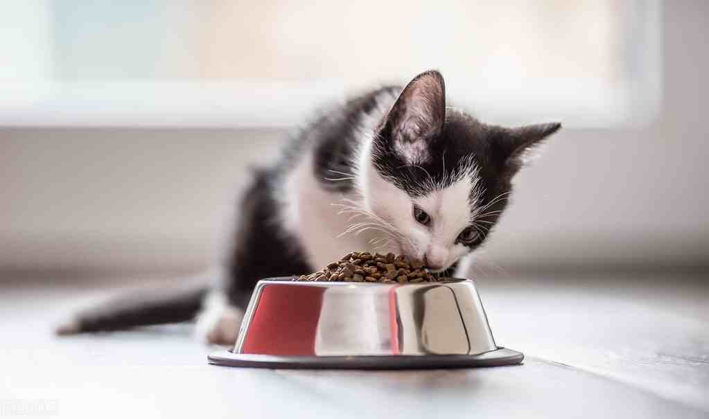 猫咪吃什么猫粮好？2020最受欢迎的10大猫粮排行榜
