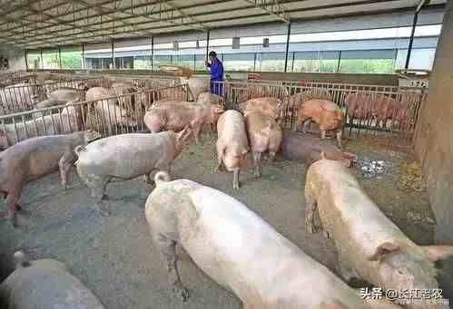 猪肉价格为什么降不下来？养殖成本不下降，我们就没有便宜肉吃