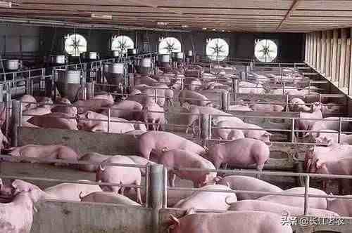 猪肉价格为什么降不下来？养殖成本不下降，我们就没有便宜肉吃