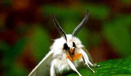 园林植物虫害中的“外来物种”——美国白蛾