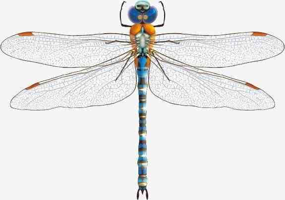 蚊子天生的天敌，环境的检测专家——蜻蜓