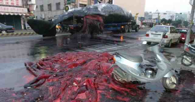 搁浅后的鲸鱼，为什么会像生物炸弹一样爆炸，我们该如何处置？