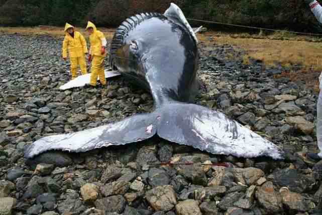 搁浅后的鲸鱼，为什么会像生物炸弹一样爆炸，我们该如何处置？