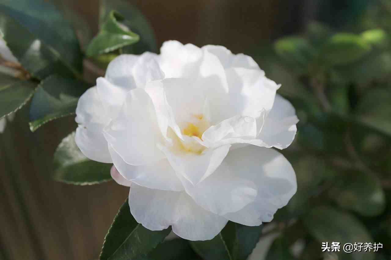 五色山茶花，花语大不同