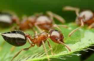 蚂蚁是不是昆虫（昆虫的特征是什么？）