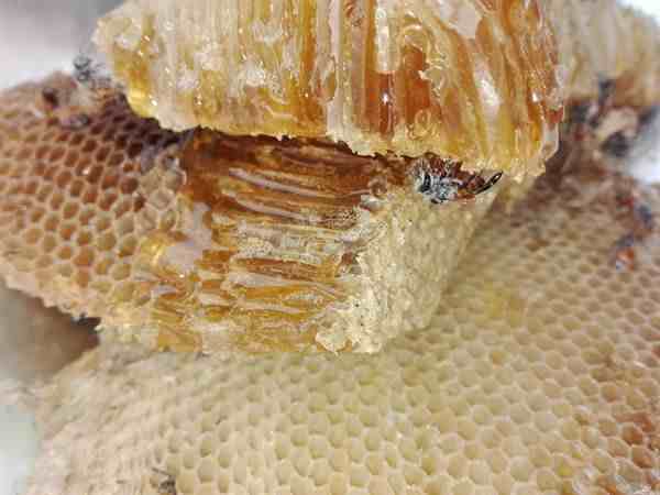 免疫力差吃什么？吃蜂蜜可以提高免疫力