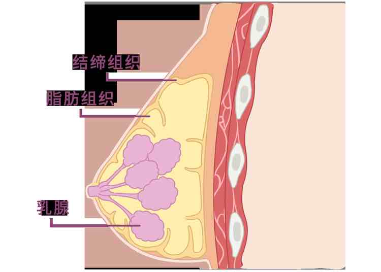 女性如何正确计算自己是什么“杯”？不同“杯”有什么区别？