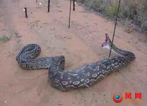 中国最大的蛇是什么样子的据说有55米长