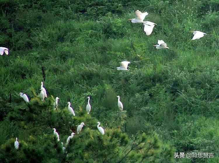 白鹭诗词精选三十二首 霜姿不特他人爱，照影沧波亦自怜